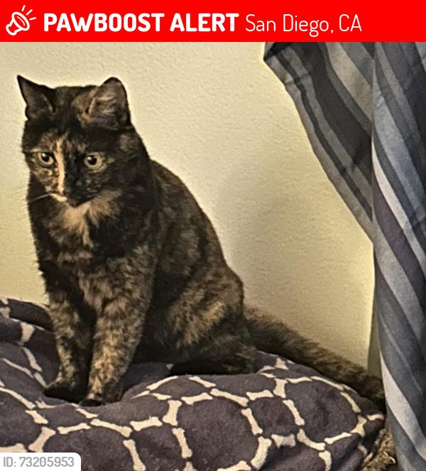 Lost Female Cat last seen Lake como ave 92119, San Diego, CA 92119