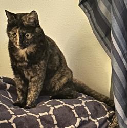 Lost Female Cat last seen Lake como ave 92119, San Diego, CA 92119
