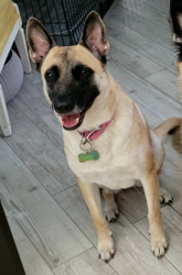 Reunited Female Dog last seen Amazon warehouse, Lakeland, FL 33801