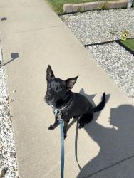 Reunited Male Dog last seen Near Monterey Rd, Los Angeles, CA 90042