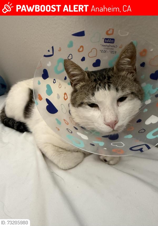 Lost Male Cat last seen Near E Romneya dr, Anaheim, CA 92805