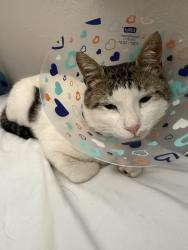 Lost Male Cat last seen Near E Romneya dr, Anaheim, CA 92805
