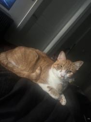Lost Female Cat last seen Crestview commons apmts near north Lamar blv and east wind Dr, Austin, TX 78757