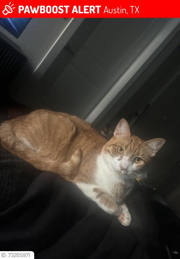 Lost Female Cat last seen Crestview commons apmts near north Lamar blv and east wind Dr, Austin, TX 78757