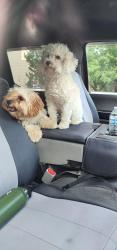 Reunited Male Dog last seen Rustic Lumber Co. Or North of B'mans BBQ, Sedalia, CO 80135