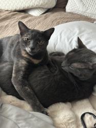 Reunited Female Cat last seen gold coast, San Diego, CA 92126