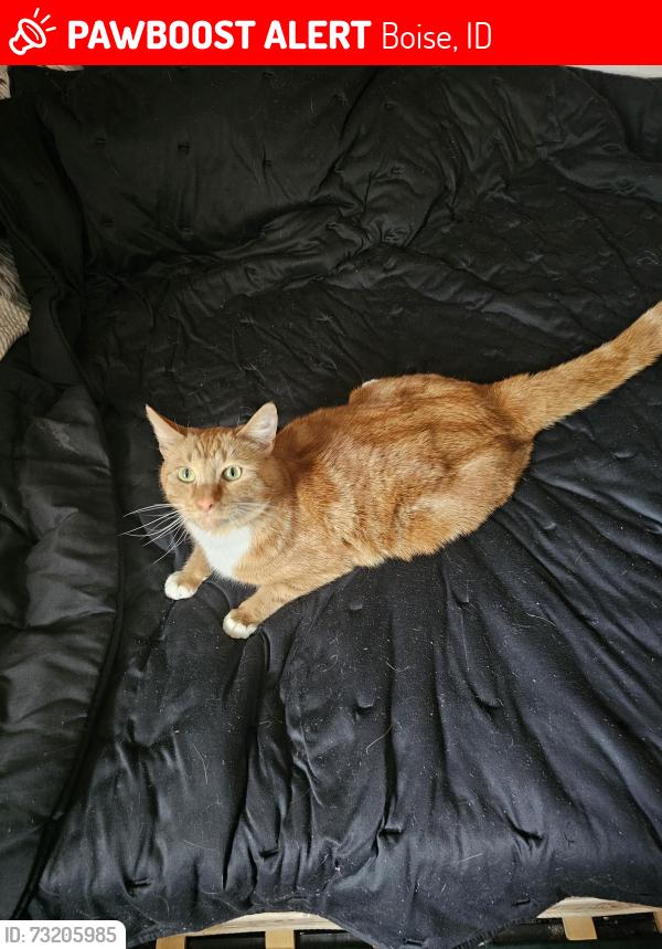 Lost Male Cat last seen Five mile, McMillan, Boise, ID 83704