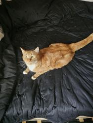 Lost Male Cat last seen Five mile, McMillan, Boise, ID 83704