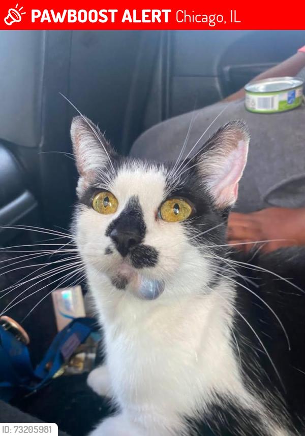 Lost Female Cat last seen Near South Talman, in the backyard, Chicago, IL 60652