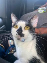 Lost Female Cat last seen Near South Talman, in the backyard, Chicago, IL 60652