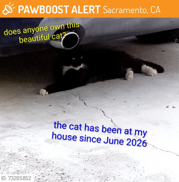 Found/Stray Unknown Cat last seen Watt Ace, Sacramento, CA 95864
