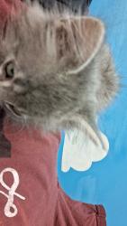 Reunited Male Cat last seen Target to safeway, Olympia, WA 98502