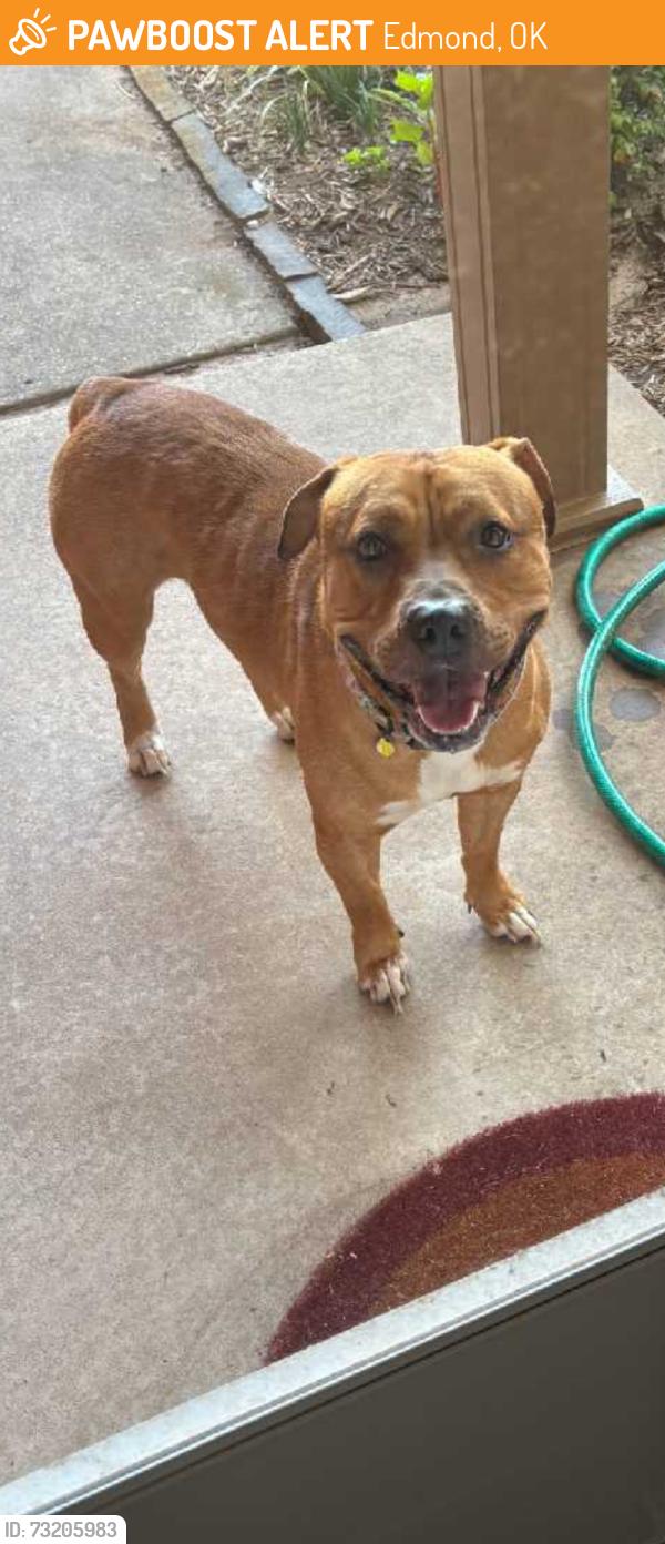 Found/Stray Male Dog last seen Santafe, north of 2nd edmond, Edmond, OK 73012