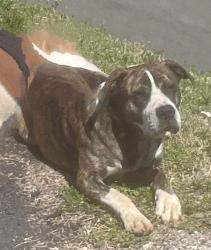 Lost Male Dog last seen Near Fayetteville St at a garage behind Trosa appartments, Winston-Salem, NC 27127