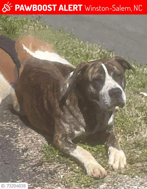 Lost Male Dog last seen Near Fayetteville St at a garage behind Trosa appartments, Winston-Salem, NC 27127