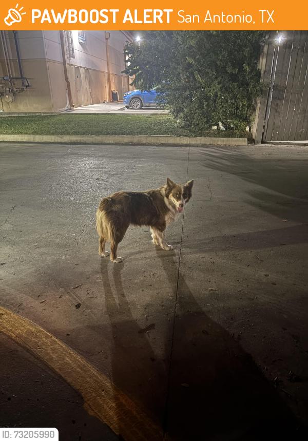 Found/Stray Female Dog last seen Sonic and Taco Cabana, San Antonio, TX 78211