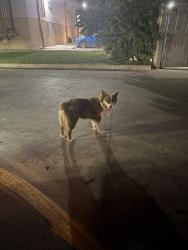 Found/Stray Female Dog last seen Sonic and Taco Cabana, San Antonio, TX 78211