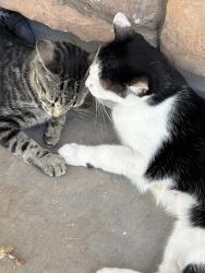 Lost Female Cat last seen Val vista and pecos, Gilbert, AZ 85295