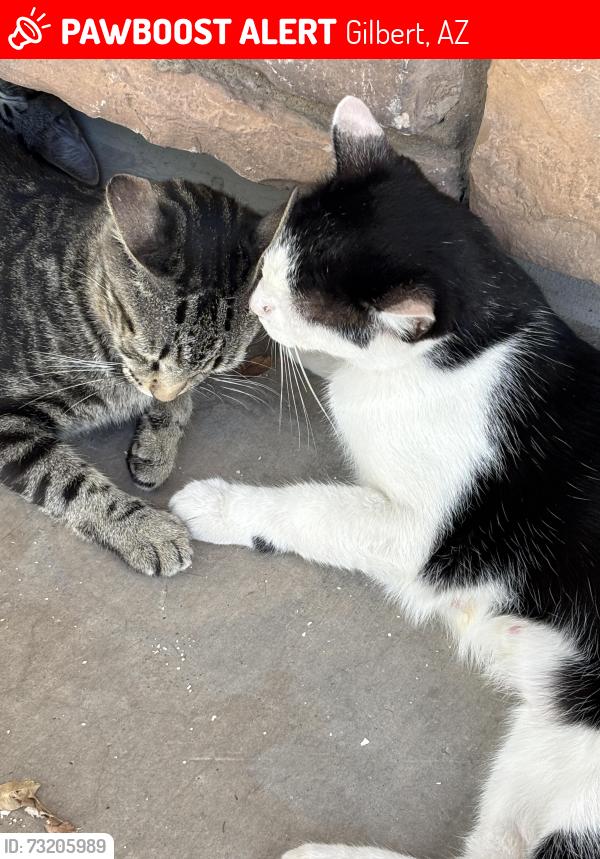 Lost Female Cat last seen Val vista and pecos, Gilbert, AZ 85295