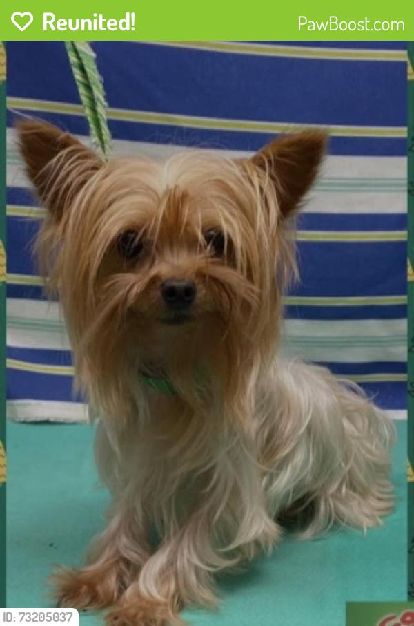 Reunited Female Dog last seen 108th st & 8 mile road, Raymond, WI 53126
