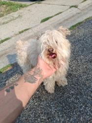 Found/Stray Male Dog last seen N Mitchell st, Boise, ID 83704