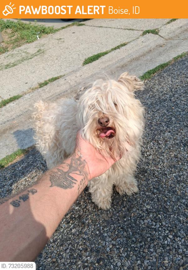 Found/Stray Male Dog last seen N Mitchell st, Boise, ID 83704