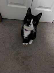 Lost Female Cat last seen Buffalo road and timber lane, Harborcreek, PA 16421