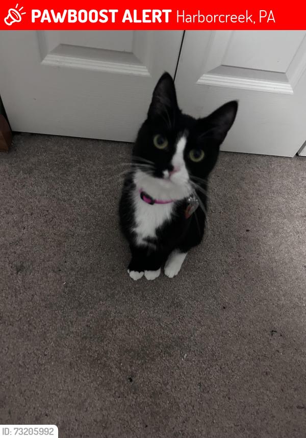 Lost Female Cat last seen Buffalo road and timber lane, Harborcreek, PA 16421