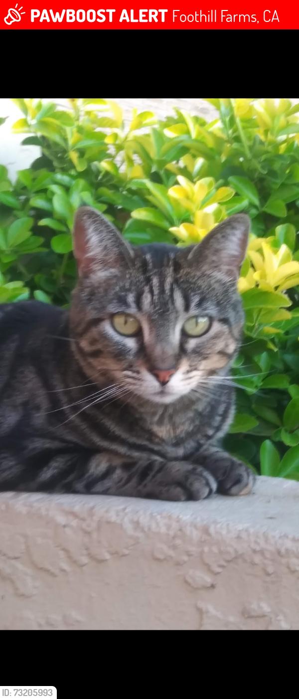 Lost Female Cat last seen Andrea blvd is the nearest cross street, Foothill Farms, CA 95842