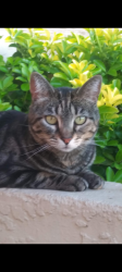 Lost Female Cat last seen Andrea blvd is the nearest cross street, Foothill Farms, CA 95842