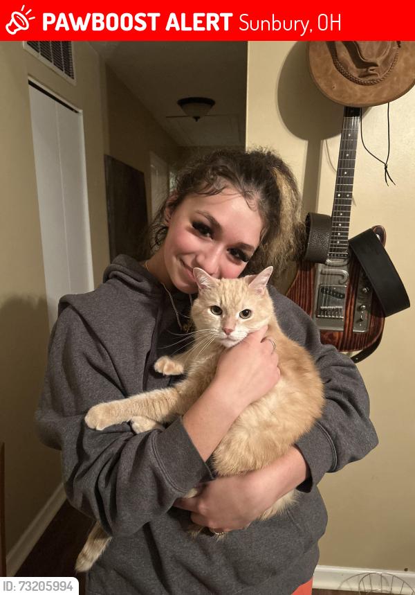 Lost Male Cat last seen Near Merlin Dr., Sunbury, OH 43074