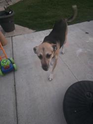 Reunited Female Dog last seen Springdale and Westminster, Huntington Beach, CA 92647