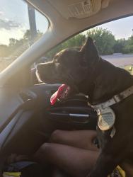 Reunited Female Dog last seen Robichaud High School, Inkster, MI 48141