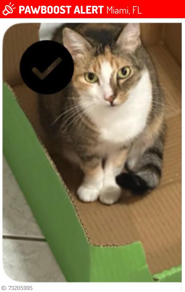 Lost Female Cat last seen 37th Ave / 40St (Sw), Miami, FL 33133