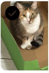 Lost Female Cat last seen 37th Ave / 40St (Sw), Miami, FL 33133