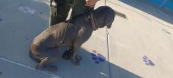 Shelter Stray Female Dog last seen , 4275 Elton St, Baldwin Park, CA 91706, USA