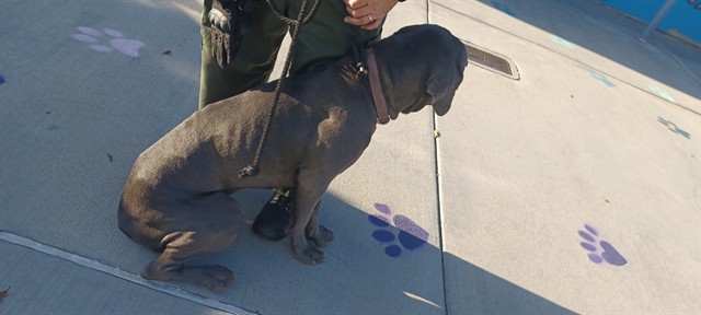 Shelter Stray Female Dog last seen , 4275 Elton St, Baldwin Park, CA 91706, USA