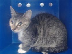 Shelter Stray Female Cat last seen , 2769 Conroy Rd, Orlando, FL 32839, USA