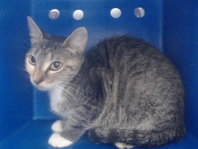 Shelter Stray Female Cat last seen , 2769 Conroy Rd, Orlando, FL 32839, USA