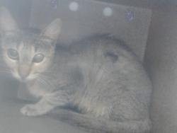 Shelter Stray Female Cat last seen , 2769 Conroy Rd, Orlando, FL 32839, USA