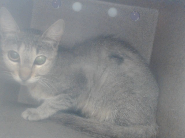Shelter Stray Female Cat last seen , 2769 Conroy Rd, Orlando, FL 32839, USA