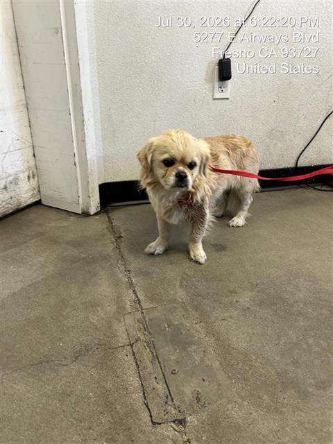 Shelter Stray Male Dog last seen Near BLOCK N BROADWAY, FRESNO CA 93701 1543, 5277 E Airways Blvd, Fresno, CA 93727, USA
