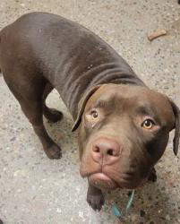Shelter Stray Male Dog last seen , 5501 E Van Buren St, Phoenix, AZ 85008, USA