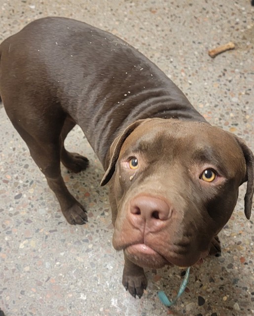 Shelter Stray Male Dog last seen , 5501 E Van Buren St, Phoenix, AZ 85008, USA