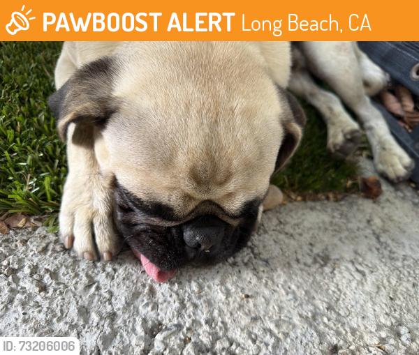 Found/Stray Male Dog last seen South street and cherry avenue, Long Beach, CA 90805