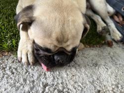 Found/Stray Male Dog last seen South street and cherry avenue, Long Beach, CA 90805