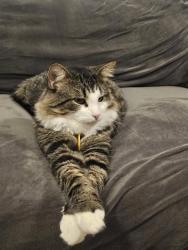 Reunited Male Cat last seen Belgravia ave, Toronto, ON 