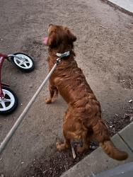 Reunited Male Dog last seen Camino de magnolia, Temecula, CA 92592