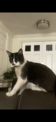 Lost Male Cat last seen Riverside, Riverside, CA 92501