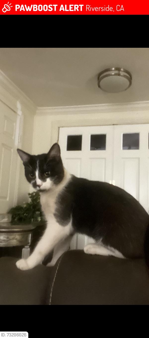 Lost Male Cat last seen Riverside, Riverside, CA 92501